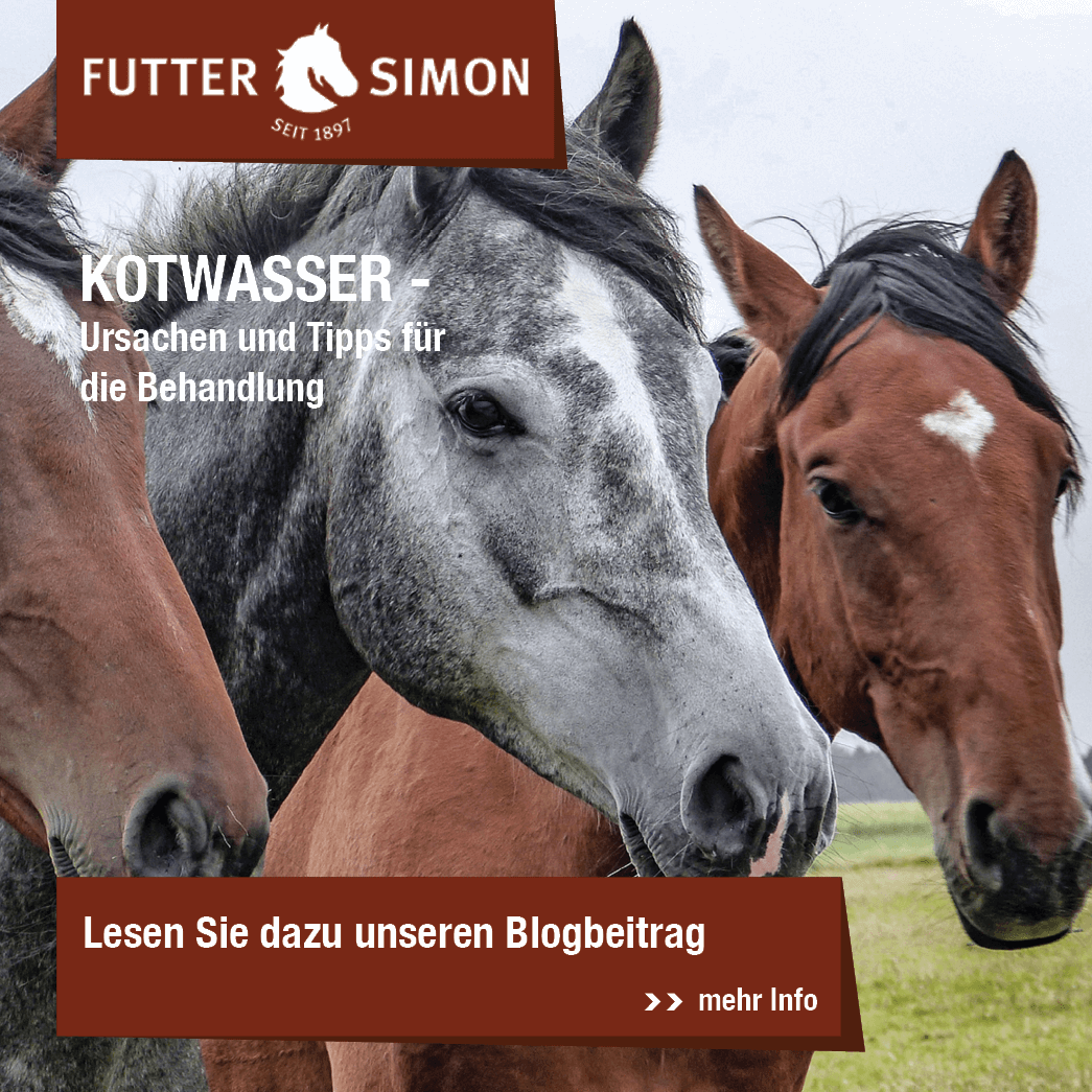 Blogbeitrag: Kotwasser Probleme bei Pferden – die Ursachen