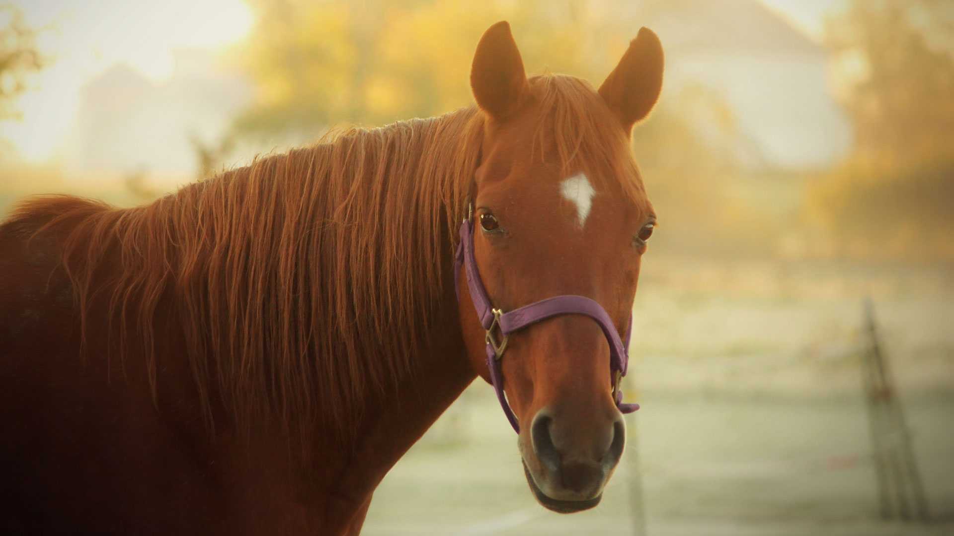 Blogbeitrag: Eine Allergie beginnt immer im Darm! Blogbeitrag: Eine Allergie beginnt immer im Darm!
