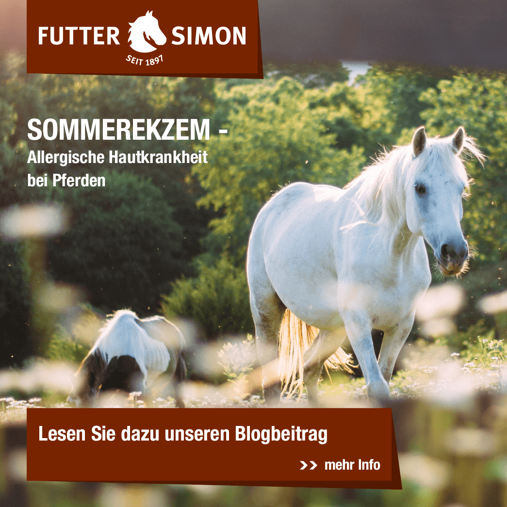 Blogbeitrag: Sommerekzem
