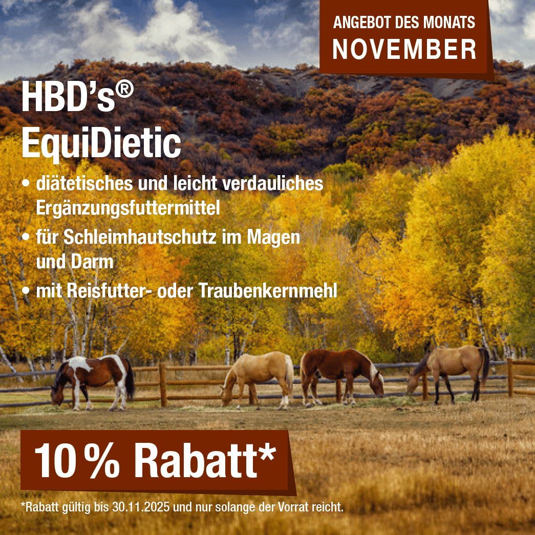 Monatsaktion November 2025