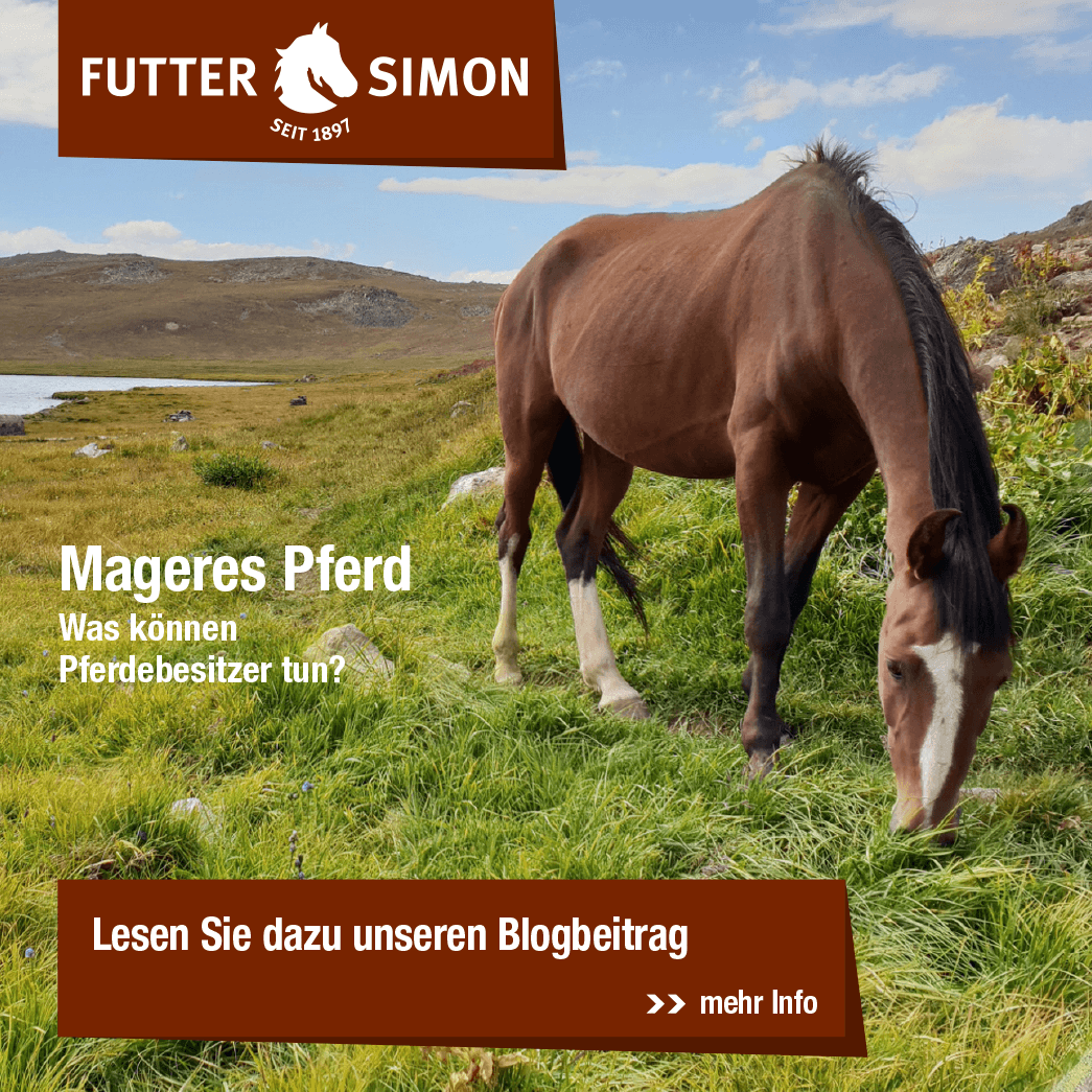 Blogbeitrag: Mageres Pferd – was können Pferdebesitzer tun?