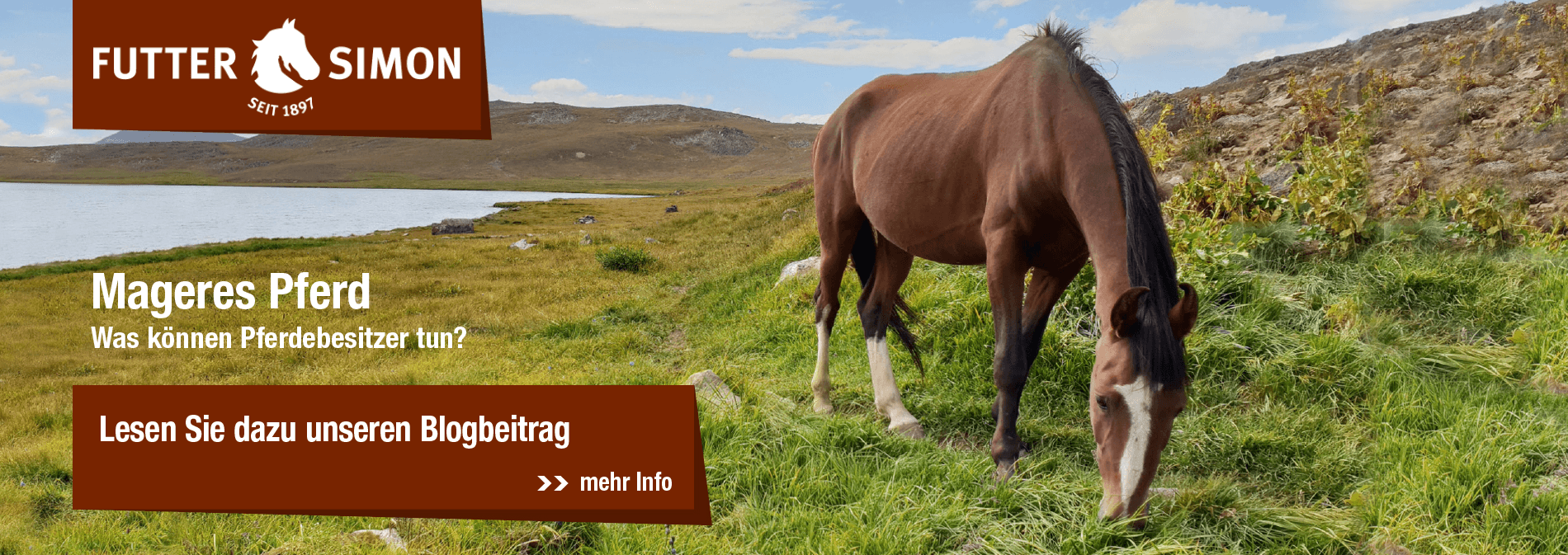 Blogbeitrag: Mageres Pferd – was können Pferdebesitzer tun?
