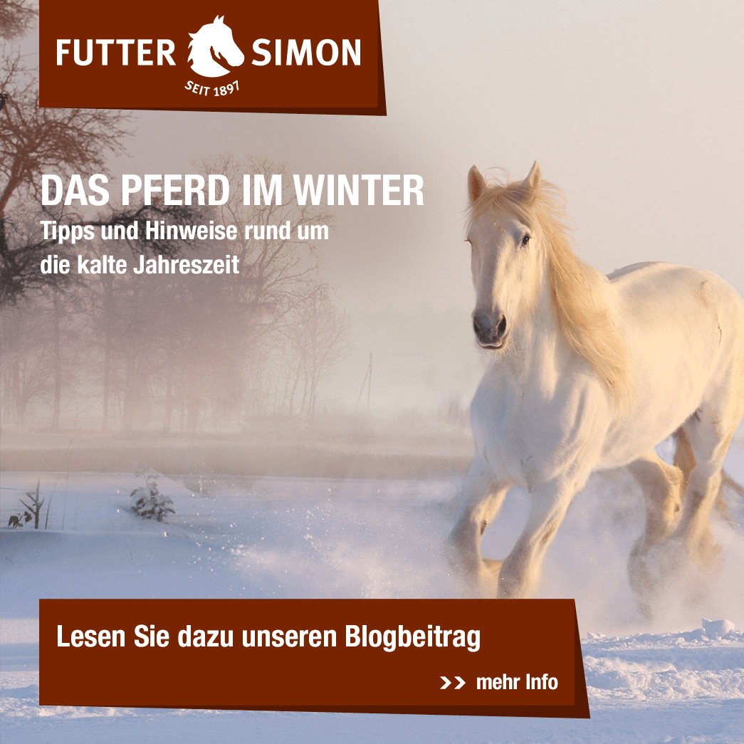 Blogbeitrag: Das Pferd im Winter