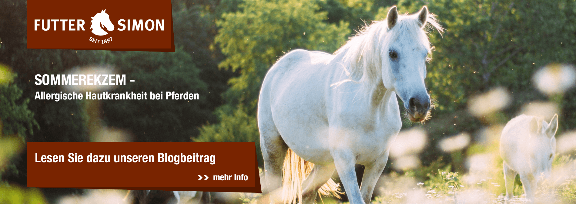 Blogbeitrag: Sommerekzem
