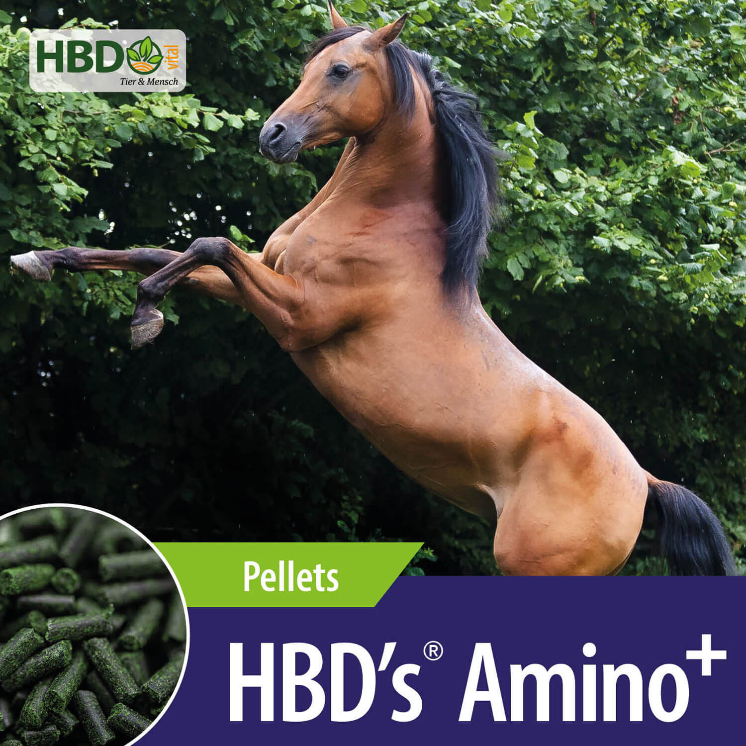 HBD-Agrar - HBD's® Amino+ - hochbioverfügbares Eiweiß nativen Ursprungs HBD-Agrar - HBD's® Amino+ - hochbioverfügbares Eiweiß nativen Ursprungs