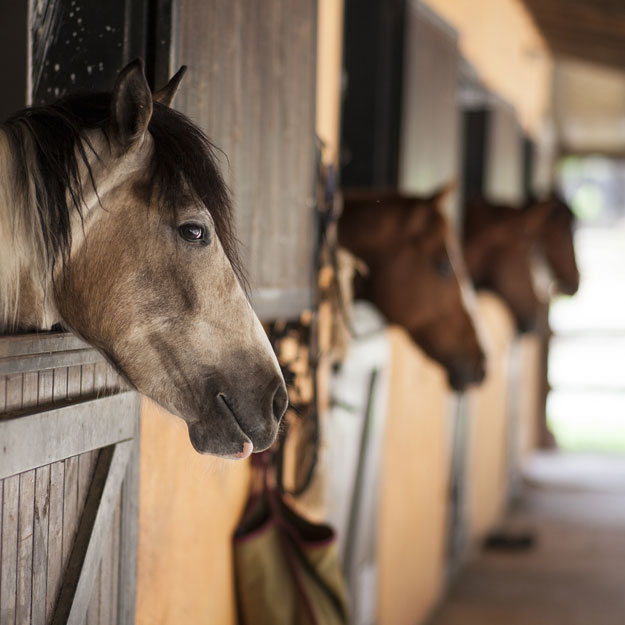 Kategorie: Palettenversand bei Futter Simon Kategorie: Palettenversand bei Futter Simon