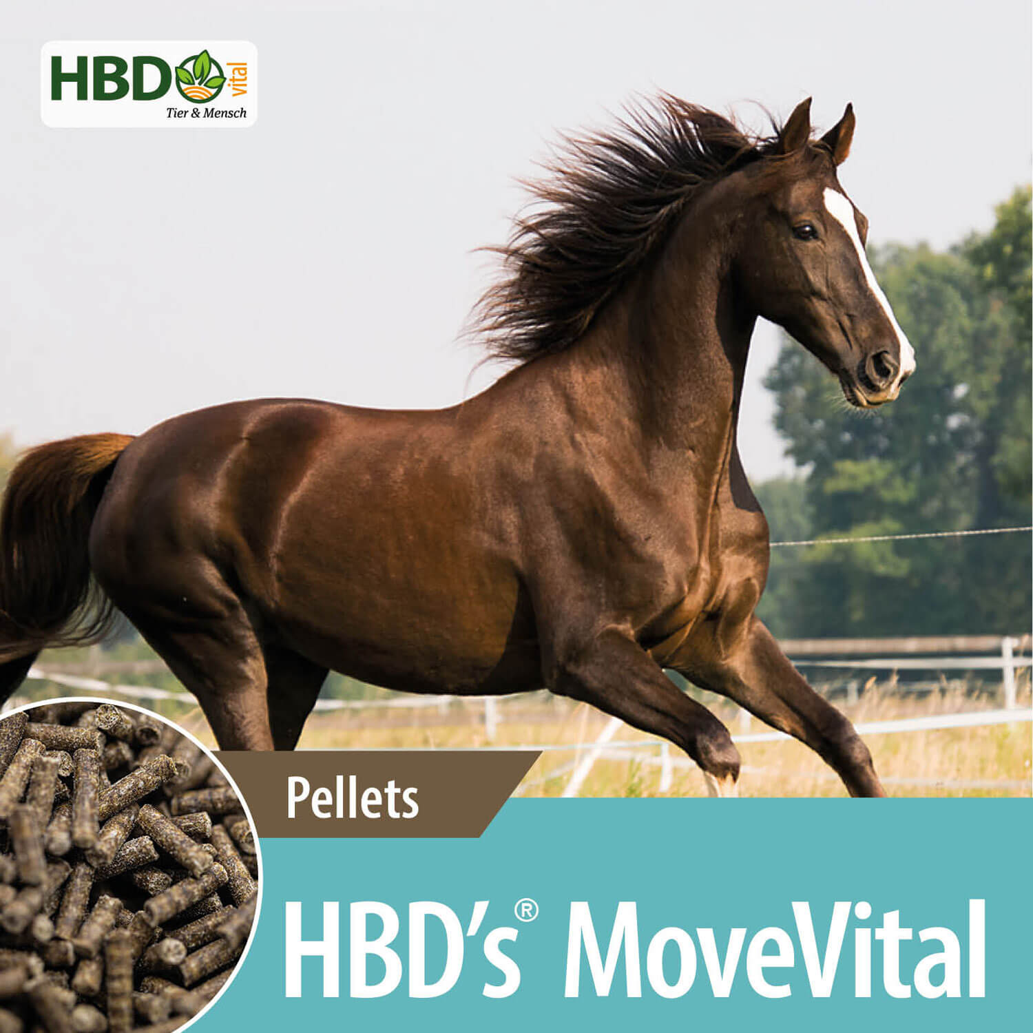HBD-Agrar - HBD's® MoveVital - Ergänzungsfuttermittel für stark beanspruchte Pferde  HBD-Agrar - HBD's® MoveVital - Ergänzungsfuttermittel für stark beanspruchte Pferde