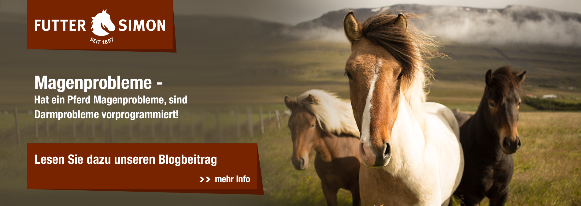 Blogbeitrag - Magenprobleme bei Pferden