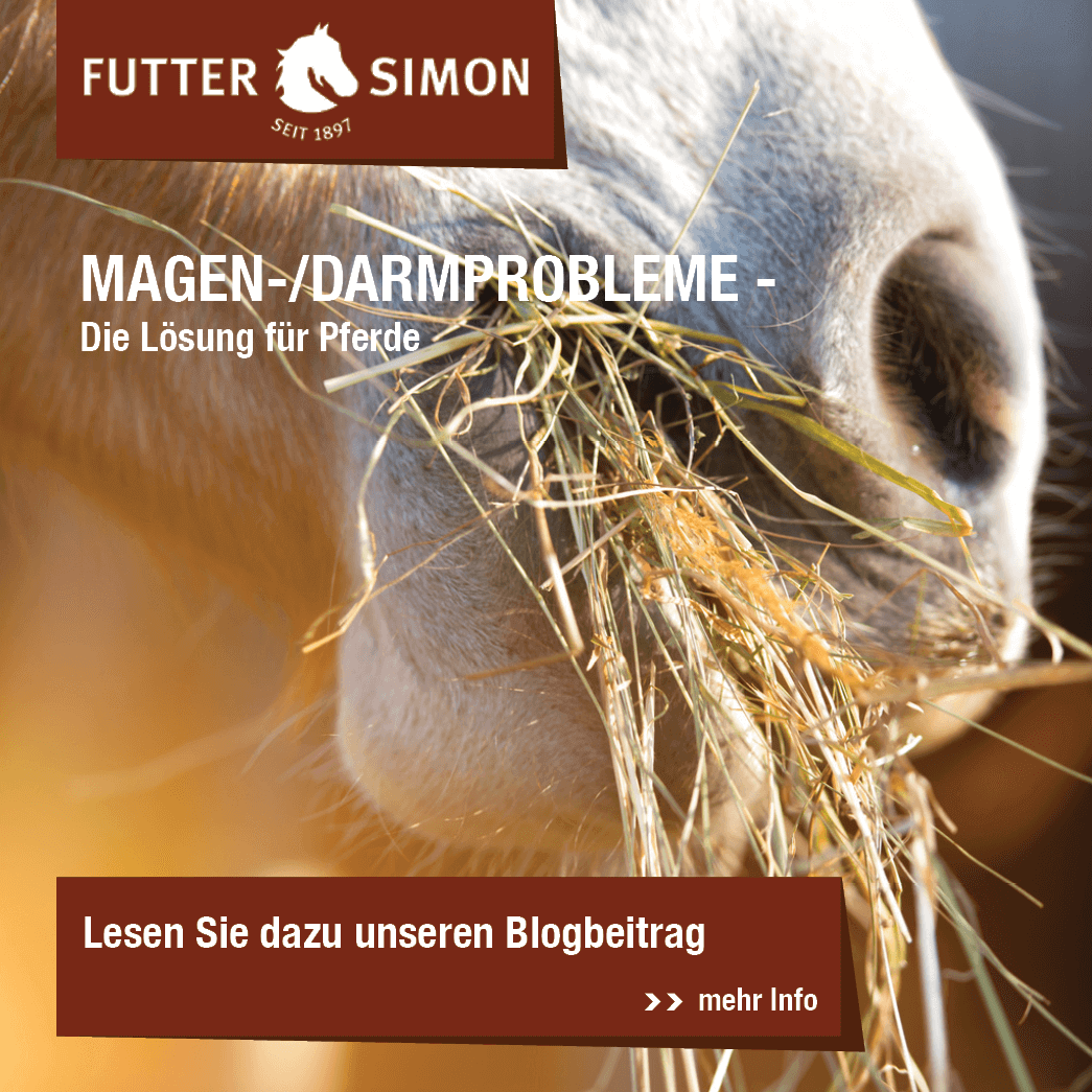 Blogbeitrag: HBD's® DigestoPhlog Die Lösung für Pferde mit Darm- und Magenproblemen