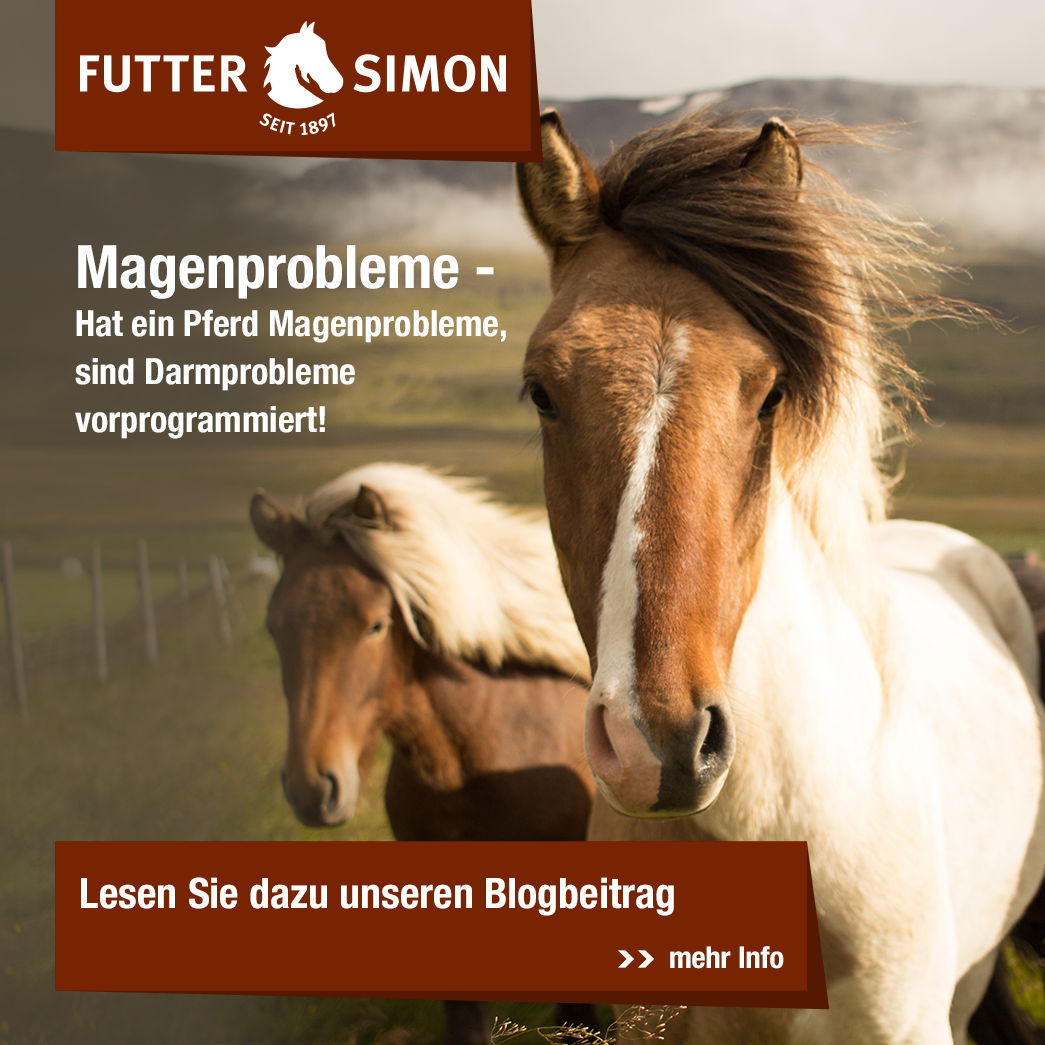 Blogbeitrag - Magenprobleme bei Pferden